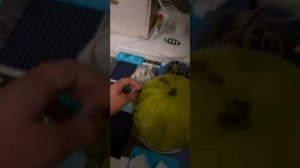 САМЫЙ БОЛЬШОЙ ВИНОГРАД В МИРЕ!МИРОВОЙ РЕКОРД ГИНЕСА!НЕ ПРИКОЛ!