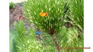 Сосна густоцветковая Окулюс-Драконис (pinus) ? обзор: как сажать, саженцы сосны Окулюс-Драконис