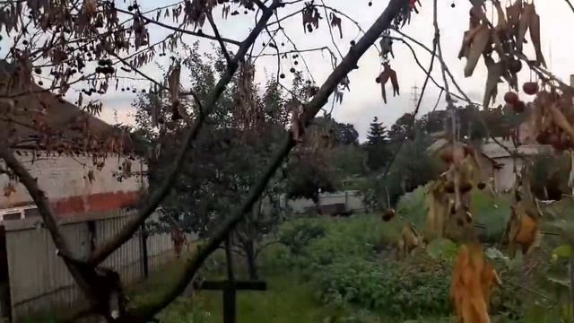 VLOG: 48 / 136 Пятничный вечер Что делать если засохла вишня смотреть онлайн