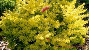 Барбарис тунберга Ауреа (berberis thunbergii aurea) ? обзор: как сажать, саженцы барбариса Ауреа