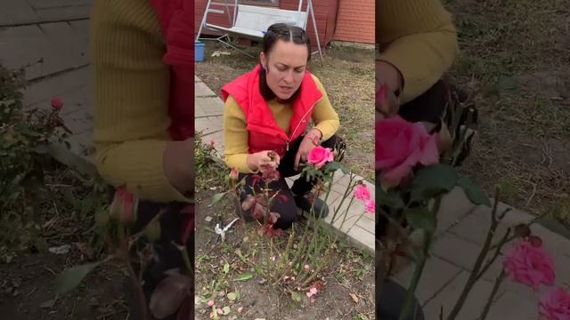 Шаги по подготовке роз к зимнему периоду: обрезка, укрытие и уход