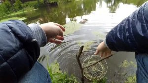 Рыбалка на маленьком пруду. Карп