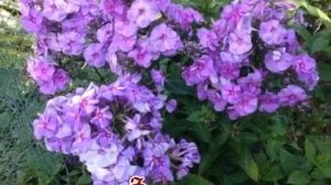 Флоксы  Лучшие сорта