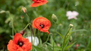 How to Grow Poppy