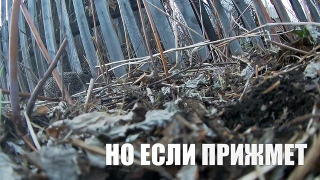 Еж спелеолог. смотреть онлайн