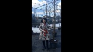 Рябина в ландшафтном дизайне. Часть 2.