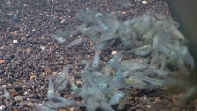 Breeding Neocaridina Palmata "blue pearl" смотреть онлайн