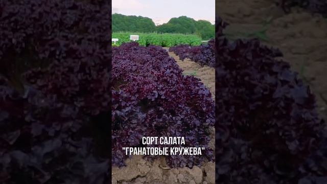 Лучшие сорта листового салата. Хрустящий листовой салат без горечи.