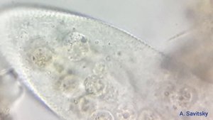 Питание инфузории туфельки \ Feeding ciliate Paramecium caudatum