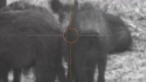 Охота. Кабаны на вышке. Ярославская область.