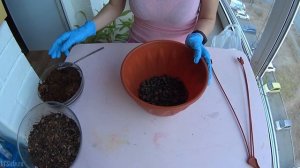 Пересадка огромного непентеса! Размножение детками и немного об уходе! Цветок-хищник Nepenthes!