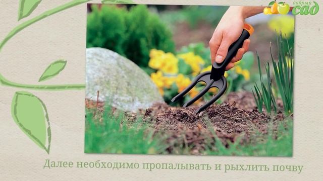 Посадка шалфея - как правильно посадить шалфей смотреть онлайн