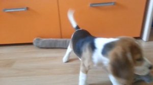 9 день в доме . Щенок бигля 2 месяца .Целеста.