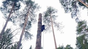 Аккуратно пилим больную сосну по частям в Кратово