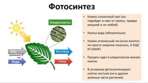 10. Фотосинтез (6 класс) - биология, подготовка к ЕГЭ и ОГЭ 2018