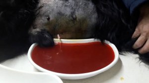 Асцит (водянка) у собаки. Спаниель 12 лет.