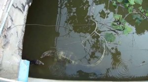 Паттайя. Отель Mövenpick Siam Na Jomtien Pattaya. Вараны в Амбассадоре. Закат.