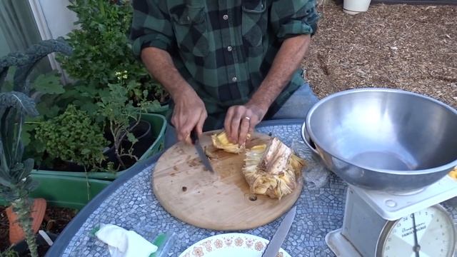How to cut up JACKFRUIT FOR EATING AND GROWING a Seed into a Tree смотреть онлайн