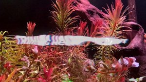 Ludwigia Pantanal - Planted Tank