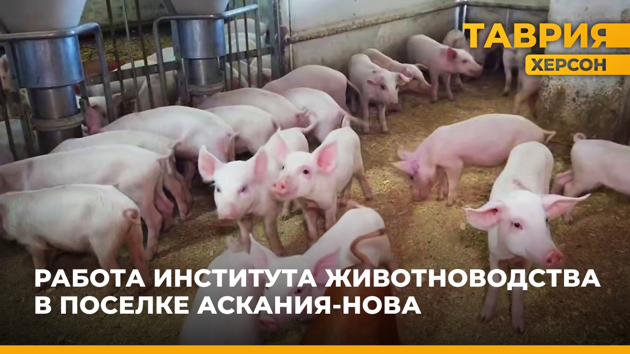 В Херсонском институте животноводства были выведены новые породы свиней и овец