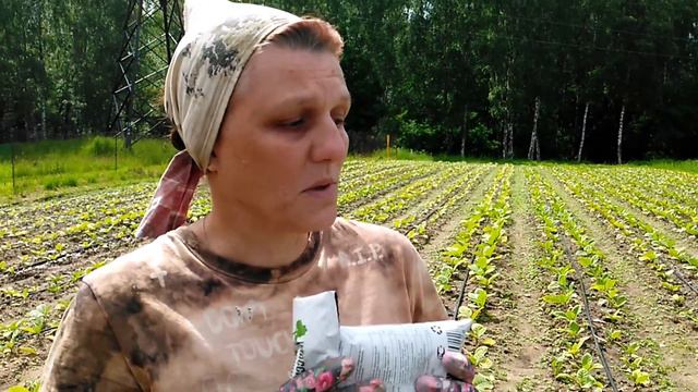 Как мы подкармливаем табак. Видео снято для подписчика Николая. смотреть онлайн