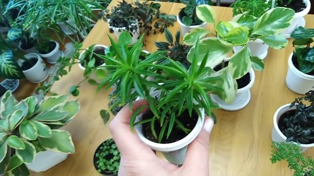 Комнатные цветы. Самые  капризные комнатные растения для меня.