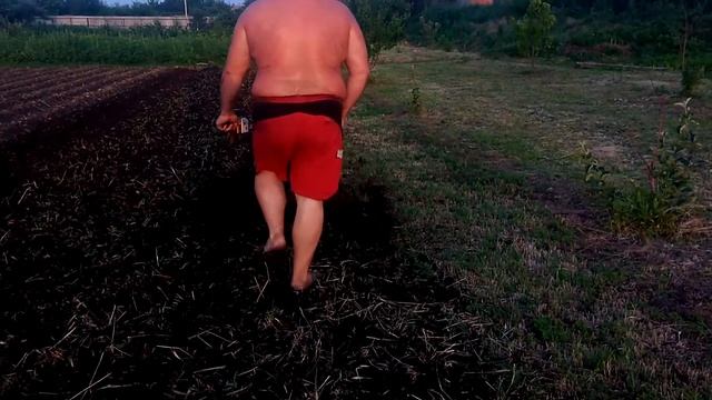 культивируем землю мотоблоком после ячменя