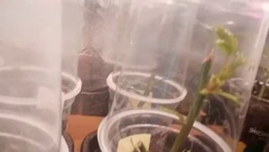 ?Укоренение черенков герани и роз.Есть ли результат??
