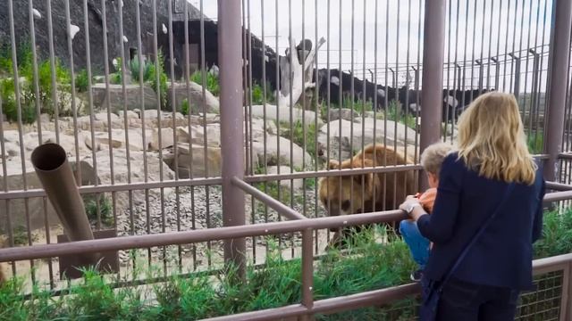 Самые Смешные Моменты с Животными в Зоопарке Снятые На Камеру