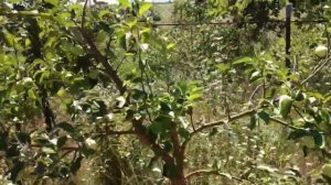 Свободнорастущая пальметта обрезка формировка дерева