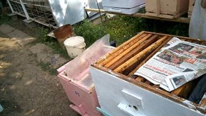 ОБЬЕДИНЕНИЕ слабых СЕМЕЙ перед зимовкой