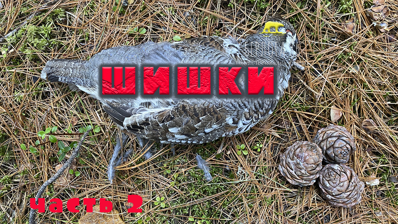Добыча кедрового ореха  !! Собираем кедровые шишки ! Насвистел рябчиков !!