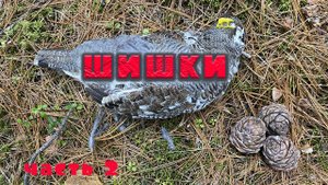 Добыча кедрового ореха  !! Собираем кедровые шишки ! Насвистел рябчиков !!