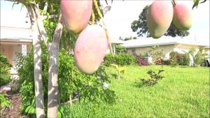 Fruiting Mango Tree/Плодоносящее Манго