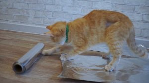 А действительно ли коты боятся фольгу?