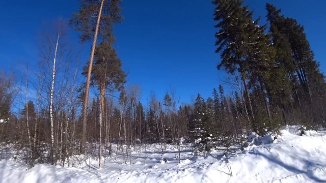 Поиски Капа и Сувеля. Изба построенная детьми. Последний день зимы и закрытие охоты. Поход в делянк смотреть онлайн