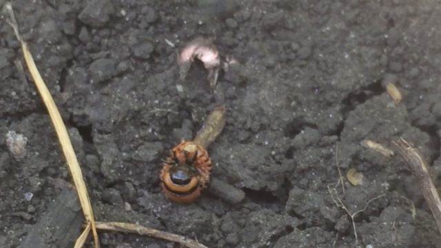 Средство для опрыскивания картошки от колорадского жука смотреть онлайн