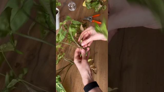 Обрезка, черенкование, размножение сингониума #черенкование #комнатныерастения #размножениерастений