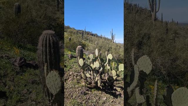 Awesome Arizona Cacti! Saguaro Cactus, Ocotillo, Barrel Cactus