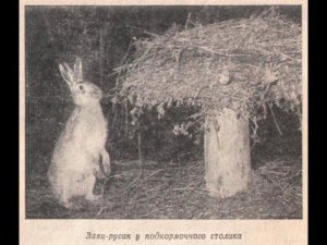 Биотехния в деле. Как привадить зайца и косулю. Biotechnology. How to adopt a hare and a roe deer