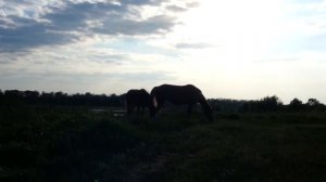 Лошадь с жеребенком пасется на лугу в деревне