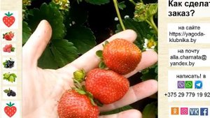 Клубника Амандин - отличный вкус и высокая урожайность.