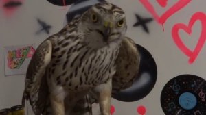 Моя ловчая птица// Ястреб ТЕТЕРЕВЯТНИК ?