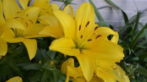 Снежный август - А я люблю тебя