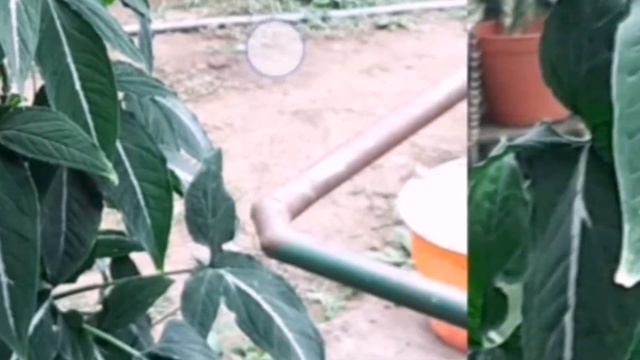 Perawatan Syngonium Wendlandii sehingga Subur dan Rimbun смотреть онлайн