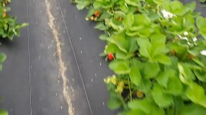 Клубника КЛЕРИ, урожай 2018г. Я просто обязан похвалиться своим урожаем.