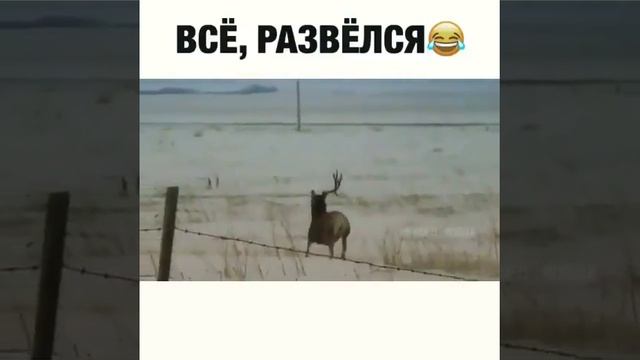 олень. олень смеется. дикая природа. лось бежит. забавный олень.