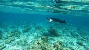 Ten days in the Maldives | Kudafushi Island