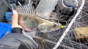 Крупный судак осенью на Истринском вдхр - сентябрь