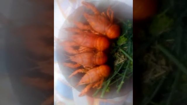 ловили рыбу, а поймали...2 смотреть онлайн